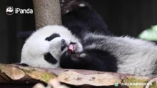 躺着吃东西是对太阳的尊重