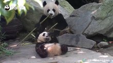 吃笋吃的撒泼打滚地，看看妈妈坐得多端庄