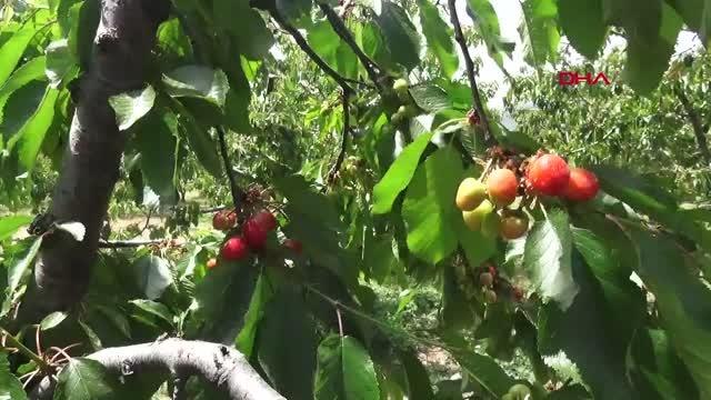 ANTALYA TURFANDA KİRAZ, 50 LİRADAN ALICI BULUYOR