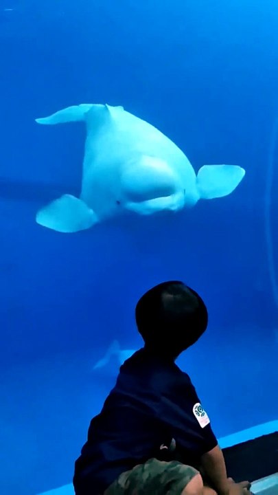 Beluga Whale Comes in Close to Say Hello
