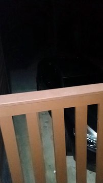 Bear Busted Trying to Enter Car