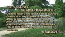 LES SCOOPS DE MICHOU64 W-D.D. - 6 MAI 2021 - PAU - DES RUCHES AU PARC BEAUMONT ET UN SAPIN ENTOURÉ DE TOILES