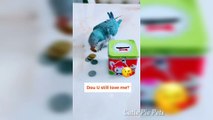 Cute Bird Trick - Funny Parrot and Bird Videos - Funny Parrots Compilation 2021