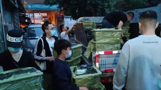 Des colis de chiots et de chatons: découverte macabre en Chine