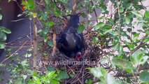 Mama Kauwa sits on her eggs to incubate them_ Crow's Nest overflows as chicks grow, open red gapes