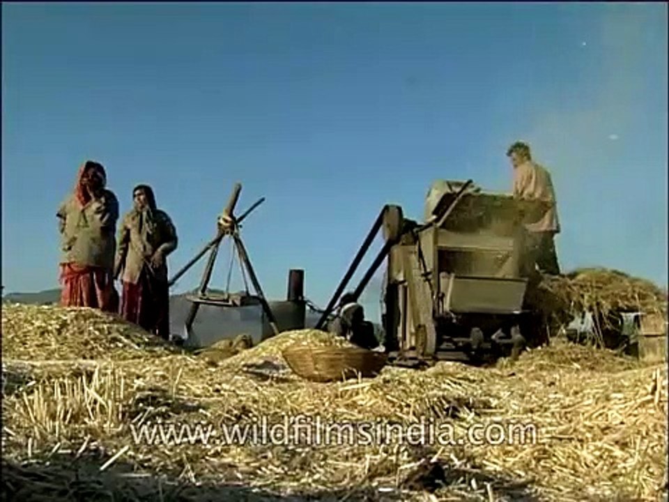Threshing of Wheat in an old-fashioned threshing machine - video ...