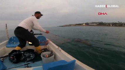 Ağa dolanan Caretta Caretta'nın yardımına balıkçılar koştu
