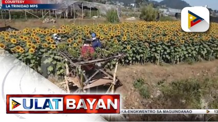 PASADA PROBINSYA: Sunflower Farm sa Bahong, La Trinidad, binuksan na