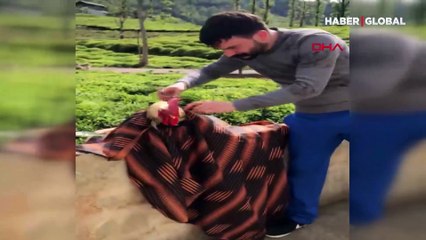 Canı sıkılan berber horozunu tıraş etti