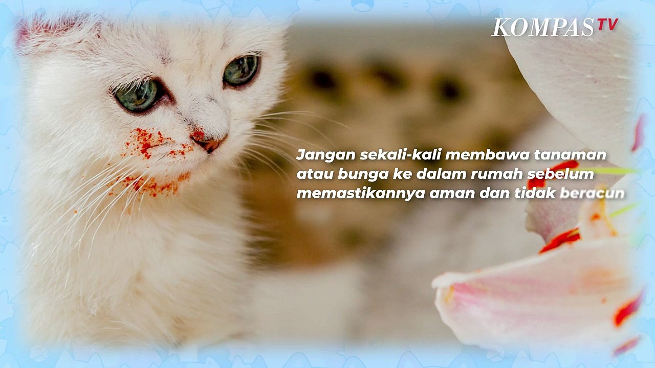 7 Hal yang Tidak Boleh Dilakukan Saat Memelihara Kucing, Cat Lovers Wajib Tahu!
