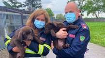 Gorizia - Fermato furgone con 36 cuccioli di cane provenienti dalla Serbia (08.05.21)