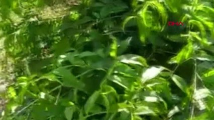 MEYVESİNİ ALMAYA HAZIRLANDIĞI AĞAÇLARI DOMUZ İSTİLASINA UĞRADI