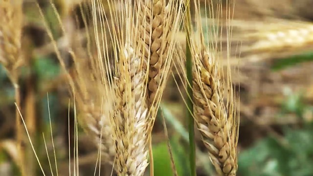 الجزائر.. الحكومة تستهدف خفض فاتورة استيراد القمح