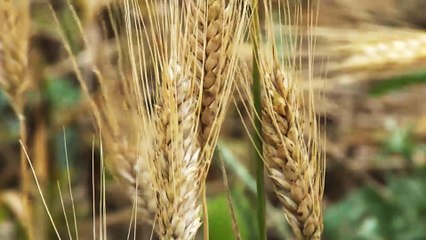 الجزائر.. الحكومة تستهدف خفض فاتورة استيراد القمح