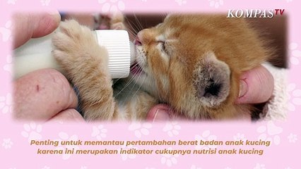 Video herunterladen: Jangan Sembarangan, Begini Cara Merawat Anak Kucing yang Perlu Diperhatikan