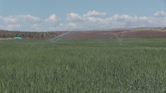 Siirtli üretici, devlet desteğiyle tarlasına kurduğu güneş paneli sistemiyle verimi iki katına çıkardı