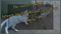 The sweetest quarrel between small ducks and cats is very funny