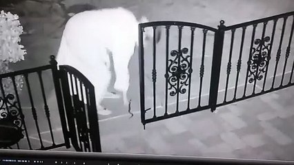 Çıngıraklı yılanı oyuncak zannedince...