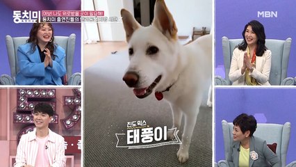 ★반려견 자랑 Time★ 개그우먼 심진화의 잘생긴 천재견 '태풍이'