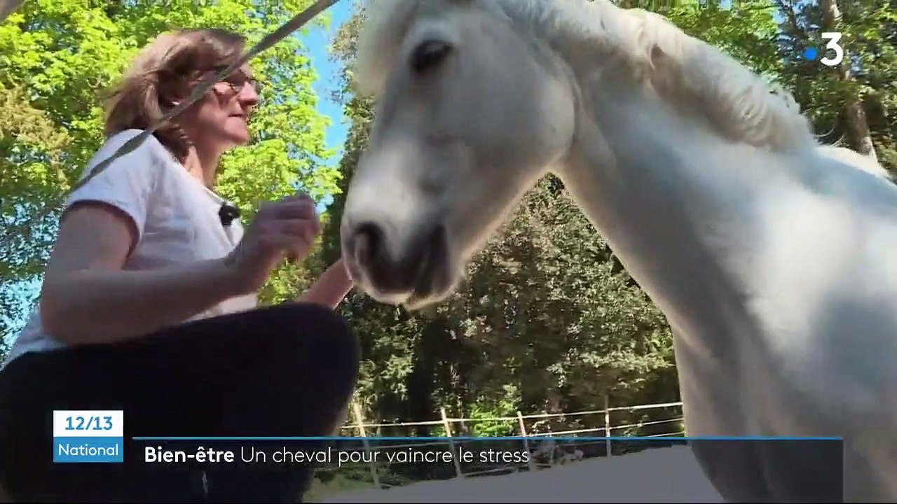 Bien-être : des séances pour maîtriser son stress avec l’aide d’un cheval