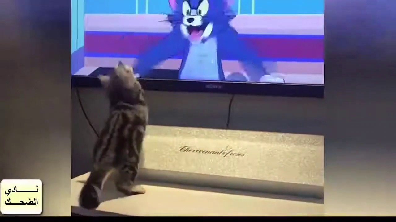 Very funny animals, a collection of challenging laughter
