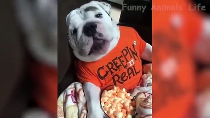 Funniest  Dogs and  Cats Awesome Funny Pet Animals Life