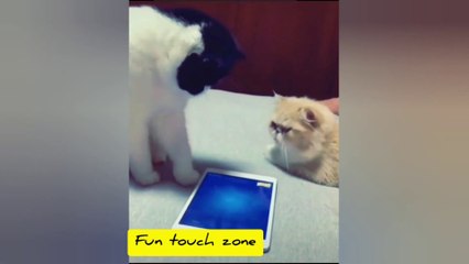 Baby Cats  Cute and Funny Cat Videos Compilation Cute Cats  01  FUN TOUCH ZONE By Muneeb Al Ghaous