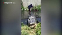 Tirer la queue d'un énorme crocodile... Dangereux