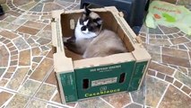 El gato chocolate se duerme adentro de una caja y le quita la cama a el gato pernanca