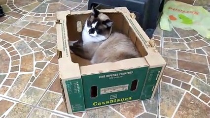 El gato chocolate se duerme adentro de una caja y le quita la cama a el gato pernanca