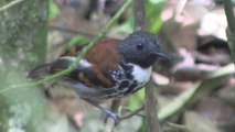 Panamá busca ser el país con mayor avistamiento de aves de Centroamérica