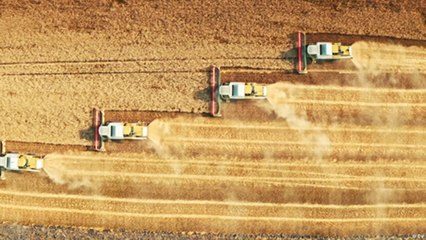 تعدد أنواع البذور في خطر