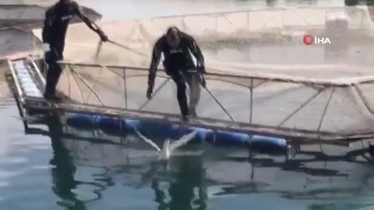 Dalgıç polisler ağlara takılan kuşları kurtardı