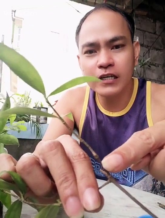 How To Propagate Chinese Bamboo #Plantitos #Plantitas #Propagate #Plants #Bamboo