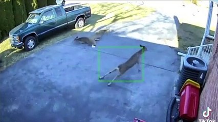 Meme Compilation #37 | Boredom Peaks