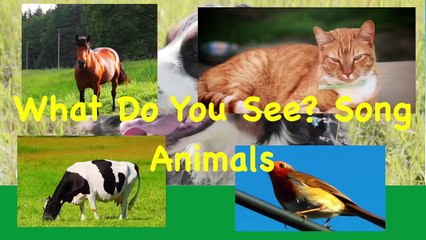 What Do You See? Song | Animals And Sounds | Learn English Kids
