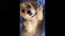 _heartpulse_Cute And Funny Pets _ Try Not To Laugh To These Pets Compilation - 11_heartpulse_ Cutest Lands ( 1080 X 1920 )