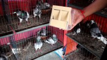 How To Make Automatic Pigeon Bird Feeder | Diy Bird Feeder | Homemade Birdcage | Plastic Bird Feeder