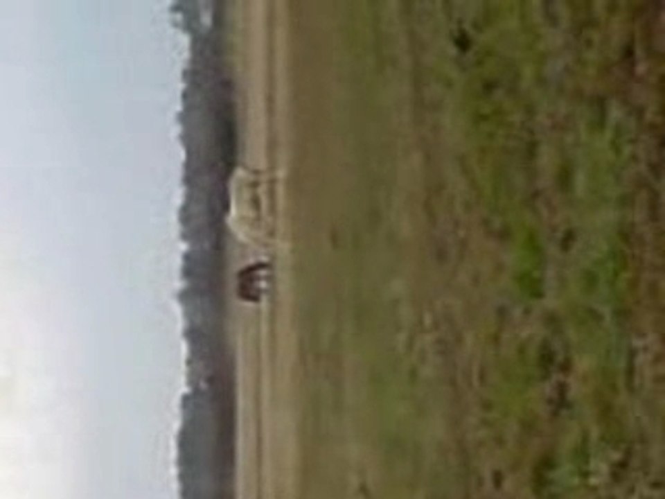 CASTING et les autres chevaux