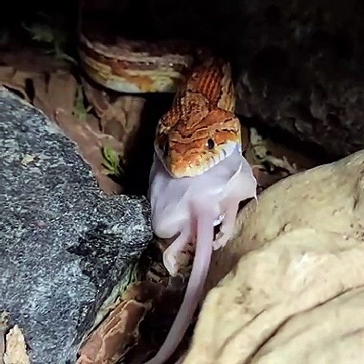 Snake Angry  Moment Video