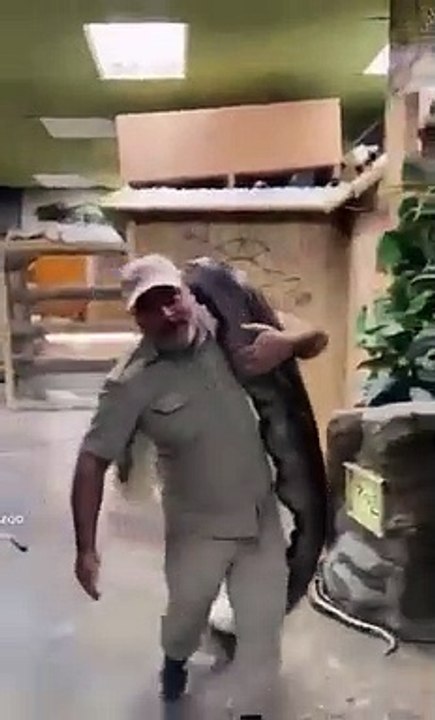 Giant Snake A Man