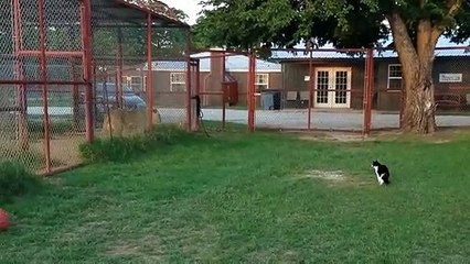 Aslana meydan okuyan cesur kedi!