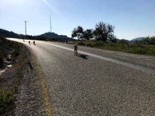 Bakıma muhtaç 17 köpeği ölüme terk eden belediyeye ceza
