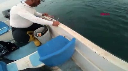 Ağa takılan caretta carettayı kurtardı: "Dur bir tanem, tamam gülüm"