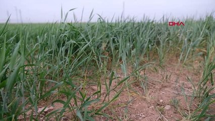 KONYA HUBUBAT HASADINDA ALARM BİÇERDÖVERLER TARLALARA GİRMEYEBİLİR