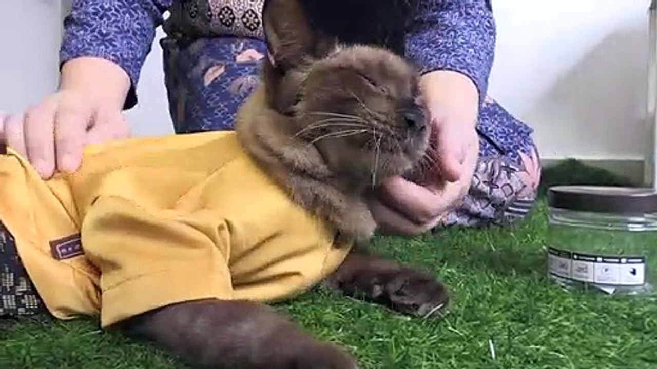 Malaisie: des tenues traditionnelles pour chats pour la fête de l'Aïd