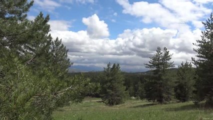 Son dakika! "Şehitler diyarı" Sarıkamış rengrenk çiçeklerle bezendi