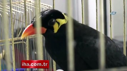 'Konuşan karga' koruma altına alındı