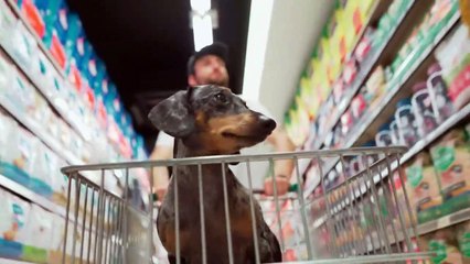 Conta Comigo, Cara! | Patagônia de Carro e Cachorro