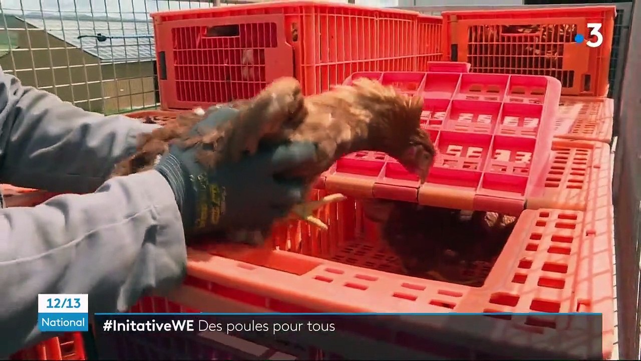 Cantal : adopter des poules pour réduire ses déchets ménagers